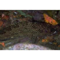 Epinephelus hexagonatus (Forster, 1801)