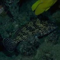 Epinephelus merra Bloch, 1793