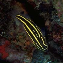 Grammistes sexlineatus (Thunberg, 1792)