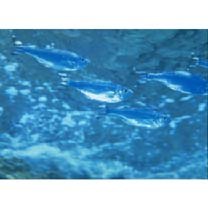 Kuhlia mugil (Forster, 1801)