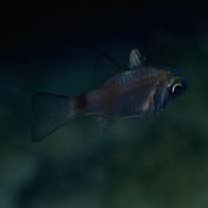 Nectamia bandanensis (Bleeker, 1854)