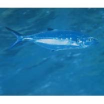 Scomberoides lysan (Forsskal, 1775)