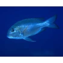 Monotaxis grandoculis (Forsskal, 1775)