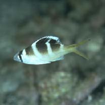 Monotaxis grandoculis (Forsskal, 1775)