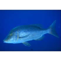 Lethrinus nebulosus (Forsskal, 1775)