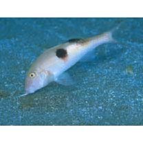 Parupeneus pleurostigma (Bennett, 1831)