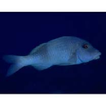 Parupeneus insularis Randall et Myers, 2002