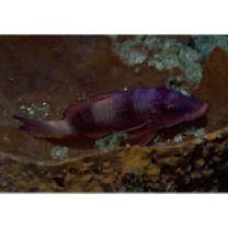 Parupeneus insularis Randall et Myers, 2002