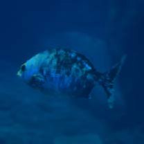 Kyphosus cinerascens (Forsskal, 1775)