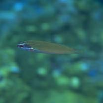 Pseudocoris yamashiroi (Schmidt, 1931)