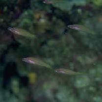 Pseudocoris yamashiroi (Schmidt, 1931)