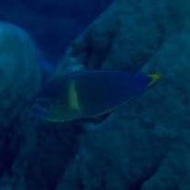 Coris gaimard (Quoy et Gaimard, 1824)