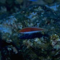 Cirrhilabrus katherinae Randall, 1992