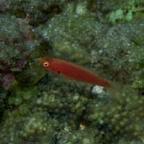 Cirrhilabrus katherinae Randall, 1992