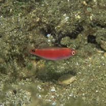 Cirrhilabrus katherinae Randall, 1992