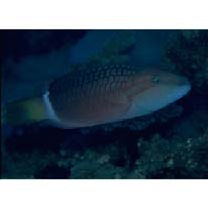 Oxycheilinus unifasciatus (Streets, 1877)