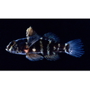 Dotsugobius bleekeri (Popta, 1921)