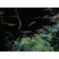 Plectroglyphidodon imparipennis (Vaillant et Sauvage, 1875)