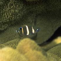 Plectroglyphidodon phoenixensis (Schultz, 1943)