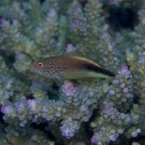 Paracirrhites forsteri (Schneider, 1801)