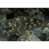 Cirrhitus pinnulatus (Schneider, 1801)