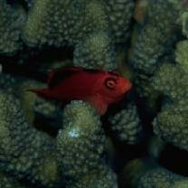 Neocirrhites armatus Castelnau, 1873