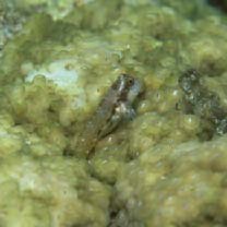 Stanulus talboti Springer, 1968