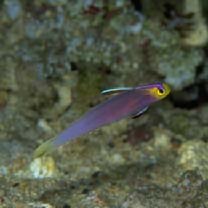 Nemateleotris helfrichi Randall et Allen, 1973