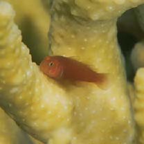 Gobiodon quinquestrigatus (Valenciennes, 1837)