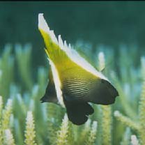 Heniochus varius (Cuvier, 1829)