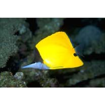 Forcipiger flavissimus Jordan et McGregor, 1898