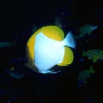 Hemitaurichthys polylepis (Bleeker, 1857)