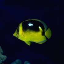 Chaetodon quadrimaculatus Gray, 1831