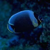 Chaetodon reticulatus Cuvier, 1831