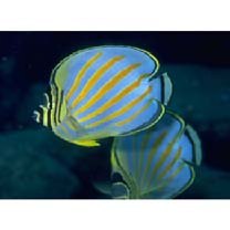 Chaetodon ornatissimus Cuvier, 1831