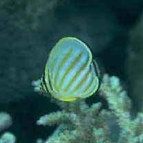 Chaetodon ornatissimus Cuvier, 1831