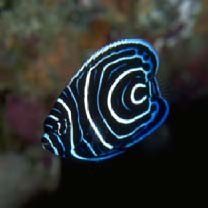 Pomacanthus imperator (Bloch, 1787)