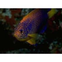 Centropyge interrupta (Tanaka, 1918)