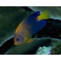 Centropyge interrupta (Tanaka, 1918)