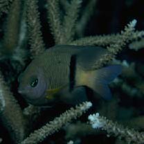 Plectroglyphidodon dickii (Lienard, 1839)