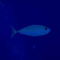 Naso thynnoides (Cuvier, 1829)