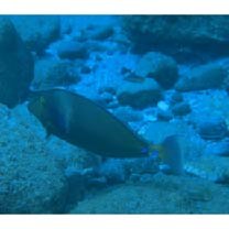 Naso unicornis (Forsskal, 1775)