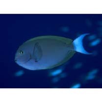 Acanthurus thompsoni (Fowler, 1923)