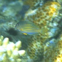 Acanthurus lineatus (Linnaeus, 1758)