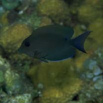 Ctenochaetus striatus (Quoy et Gaimard, 1825)