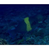 Scarus obishime Randall et Earle, 1993