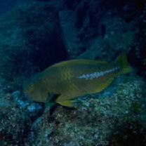 Scarus obishime Randall et Earle, 1993