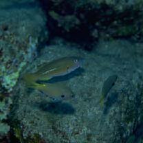 Scarus obishime Randall et Earle, 1993