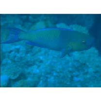 Scarus rubroviolaceus Bleeker, 1847