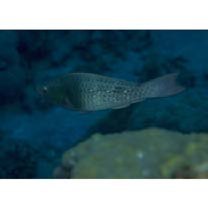 Scarus rubroviolaceus Bleeker, 1847